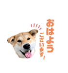 柴犬兄弟 TENSEI＆KUSEI（個別スタンプ：13）
