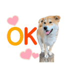 柴犬兄弟 TENSEI＆KUSEI（個別スタンプ：14）