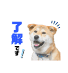 柴犬兄弟 TENSEI＆KUSEI（個別スタンプ：15）
