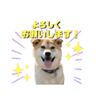 柴犬兄弟 TENSEI＆KUSEI（個別スタンプ：16）