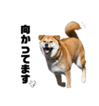 柴犬兄弟 TENSEI＆KUSEI（個別スタンプ：17）