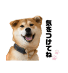 柴犬兄弟 TENSEI＆KUSEI（個別スタンプ：19）