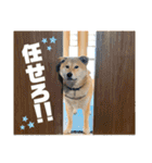 柴犬兄弟 TENSEI＆KUSEI（個別スタンプ：20）
