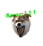 柴犬兄弟 TENSEI＆KUSEI（個別スタンプ：22）