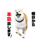 柴犬兄弟 TENSEI＆KUSEI（個別スタンプ：23）