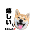 柴犬兄弟 TENSEI＆KUSEI（個別スタンプ：26）
