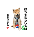 柴犬兄弟 TENSEI＆KUSEI（個別スタンプ：28）