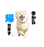 柴犬兄弟 TENSEI＆KUSEI（個別スタンプ：29）