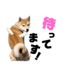 柴犬兄弟 TENSEI＆KUSEI（個別スタンプ：30）