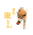 柴犬兄弟 TENSEI＆KUSEI（個別スタンプ：31）