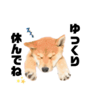 柴犬兄弟 TENSEI＆KUSEI（個別スタンプ：32）
