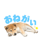 柴犬兄弟 TENSEI＆KUSEI（個別スタンプ：33）