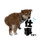 柴犬兄弟 TENSEI＆KUSEI（個別スタンプ：34）