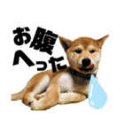 柴犬兄弟 TENSEI＆KUSEI（個別スタンプ：35）