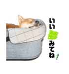 柴犬兄弟 TENSEI＆KUSEI（個別スタンプ：38）