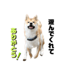 柴犬兄弟 TENSEI＆KUSEI（個別スタンプ：39）