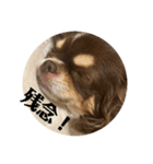 犬三昧Ver24（個別スタンプ：1）