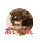 犬三昧Ver24（個別スタンプ：2）