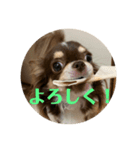 犬三昧Ver24（個別スタンプ：4）