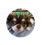 犬三昧Ver24（個別スタンプ：6）