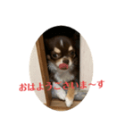 犬三昧Ver24（個別スタンプ：7）