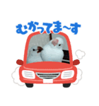 文鳥 ハクとぎん（個別スタンプ：1）