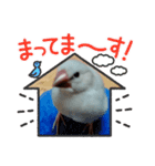 文鳥 ハクとぎん（個別スタンプ：4）