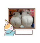 文鳥 ハクとぎん（個別スタンプ：7）