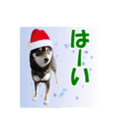 柴犬ゆずちゃん6(冬)（個別スタンプ：1）
