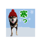 柴犬ゆずちゃん6(冬)（個別スタンプ：2）