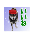 柴犬ゆずちゃん6(冬)（個別スタンプ：3）