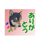 柴犬ゆずちゃん6(冬)（個別スタンプ：4）
