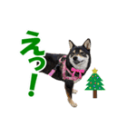 柴犬ゆずちゃん6(冬)（個別スタンプ：6）