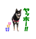 柴犬ゆずちゃん6(冬)（個別スタンプ：7）