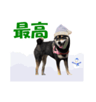 柴犬ゆずちゃん6(冬)（個別スタンプ：8）