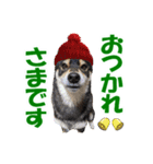 柴犬ゆずちゃん6(冬)（個別スタンプ：9）