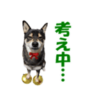柴犬ゆずちゃん6(冬)（個別スタンプ：10）