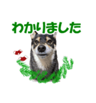 柴犬ゆずちゃん6(冬)（個別スタンプ：11）