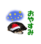 柴犬ゆずちゃん6(冬)（個別スタンプ：14）