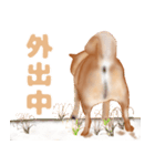 【冬＆年末年始】リアル可愛い柴犬（個別スタンプ：9）