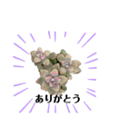 多肉⭐︎スタンプ（個別スタンプ：16）