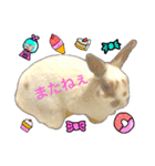 ウサギミニ（個別スタンプ：3）
