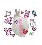 ウサギミニ（個別スタンプ：8）