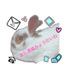 ウサギミニ（個別スタンプ：14）