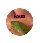 愉快な生き物達！4（個別スタンプ：15）