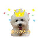 ビションフリーゼのなごみ8（個別スタンプ：3）