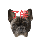 フレブルのリキ（返事・挨拶編）（個別スタンプ：1）