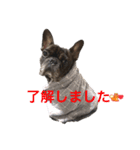 フレブルのリキ（返事・挨拶編）（個別スタンプ：2）