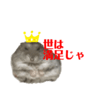 ハムすたんぷぅ（個別スタンプ：1）