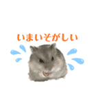 ハムすたんぷぅ（個別スタンプ：2）